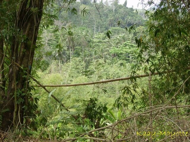 Végétation de l'Ile. Forêt de bambous