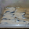 Conserve d'anchois au sel