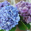 hortensia