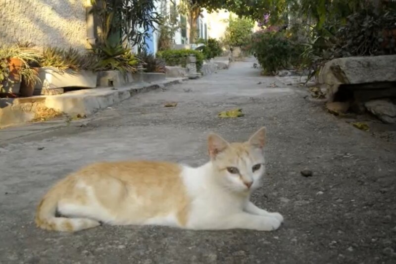 Comment Soigner La Diarrhee D Un Chat Les Amis Des Chats De Port Vendres Acpv Association Loi 1901 D Interet General