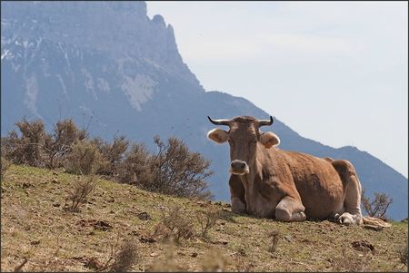 Aragon vache Pena 2 020411