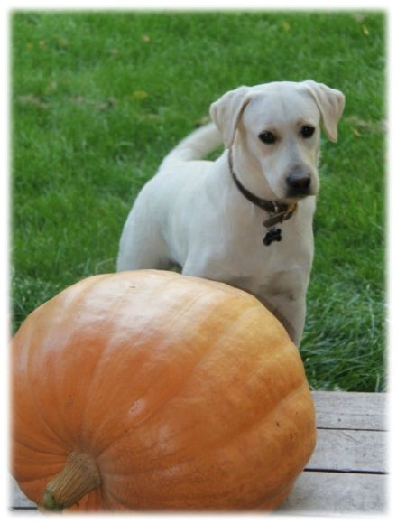citrouille chien