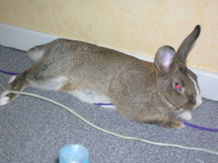 poupée lol lapin