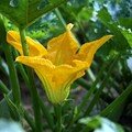 Fleur de courgettes