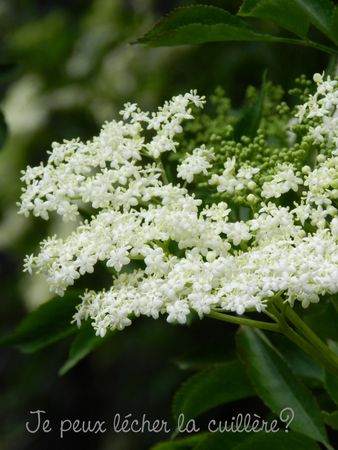 La Sureaunade Je Peux