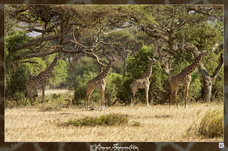 Kenya 16b