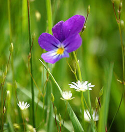 flore2