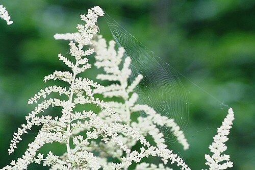 20070725N_022_B_500