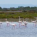Camargue