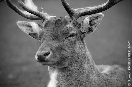 Cerf