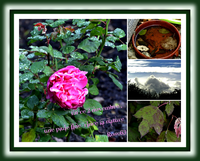 Ce matin -là en ce 2 nov la pluie rince la nature Rose63