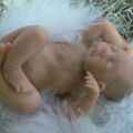 PETIT CHOU, non disponible