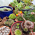 plante grasse1
