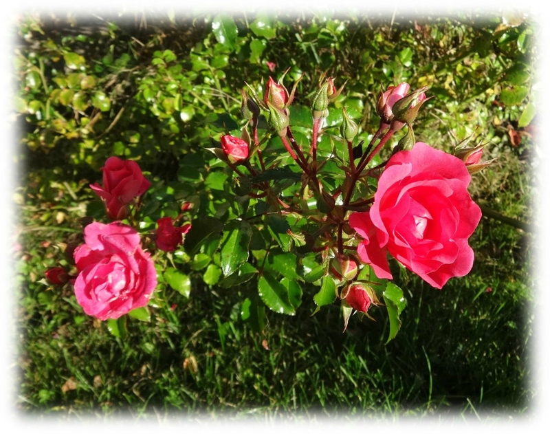 rose3