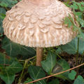 L'une des 5 ou 6 espèces de champignons connues de tous…