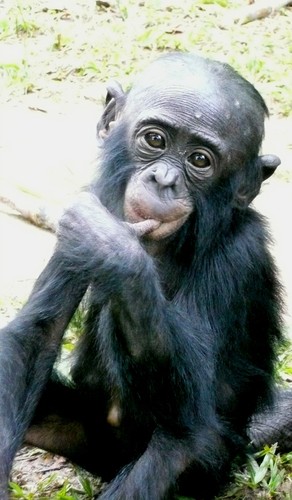 11 Bis Bebe Bonobo Photo De Visite Au Sanctuaire Des Bonobos La Blogosphere De Charline A Kinshasa