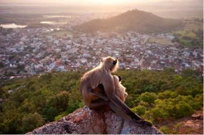wildlife_monkeys