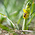 L'ophrys jaune : mon orchidée solaire !