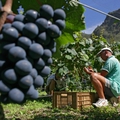 Cafetier-la-reunion-vigne-cilaos-irp
