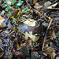 baer-11-10-20-05