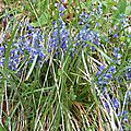 Polygales