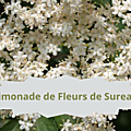 18 SUREAU NOIRLimonade de fleurs de Sureau