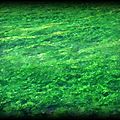 Petite mer verte