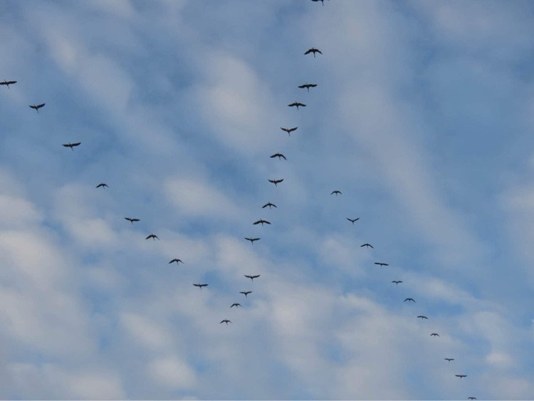 oiseaux