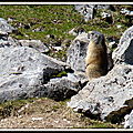 2- Marmottes
