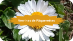 14 PAQUERETTE(2)Verrines de Pâquerettes-modified