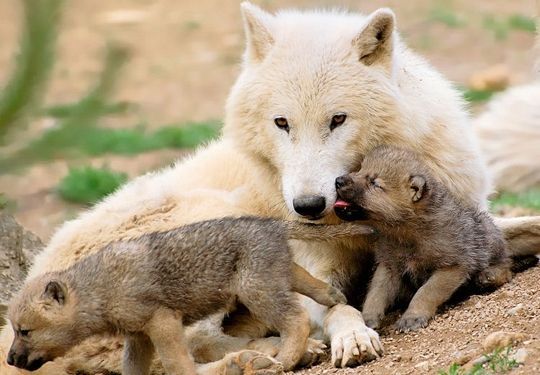 Comment S Appelle La Femelle Du Loup