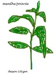 menthe_poivr_e