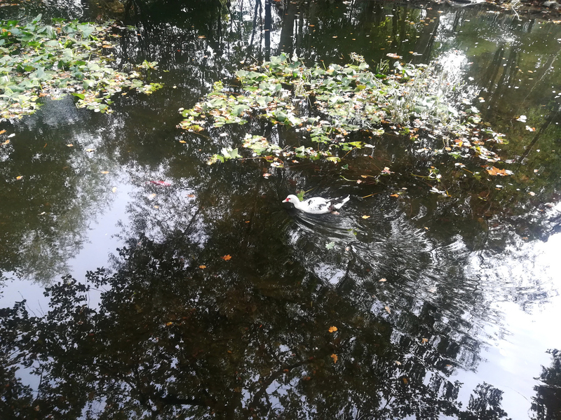 parc Labesse, 26 oct 2018 (13)