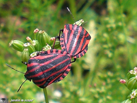 Graphosoma_lineatum_in_copula