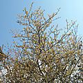 Auprès de l'arbre de matie ♫... suite et fin d'une série