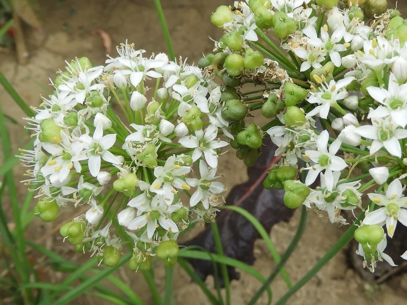 Ciboulail en fleur