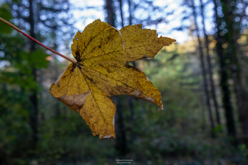 AUT_8116