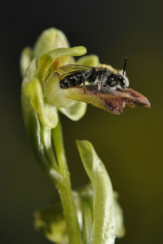 _DSC0360 Ophrys fusca avec insecte