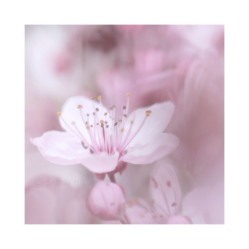 Pink spring blog1
