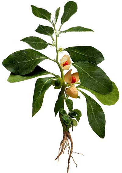 Ashwagandha-leaf