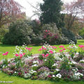 Massif de tulipes