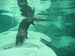 Loutre_14