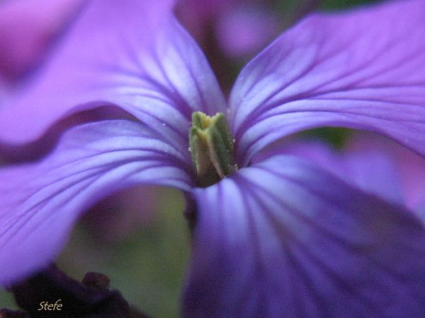 fleurs bleues (15)
