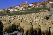 troupeau de mouton avec village