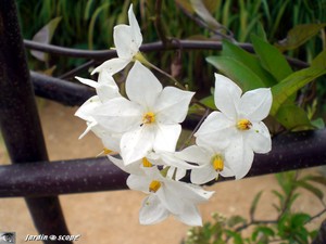 6380_Fleurs_blanches