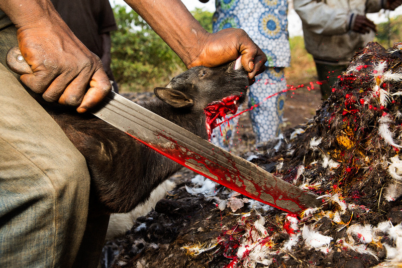 sacrifice vaudou sidi baba