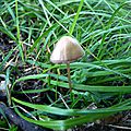 P1080103 - Copie