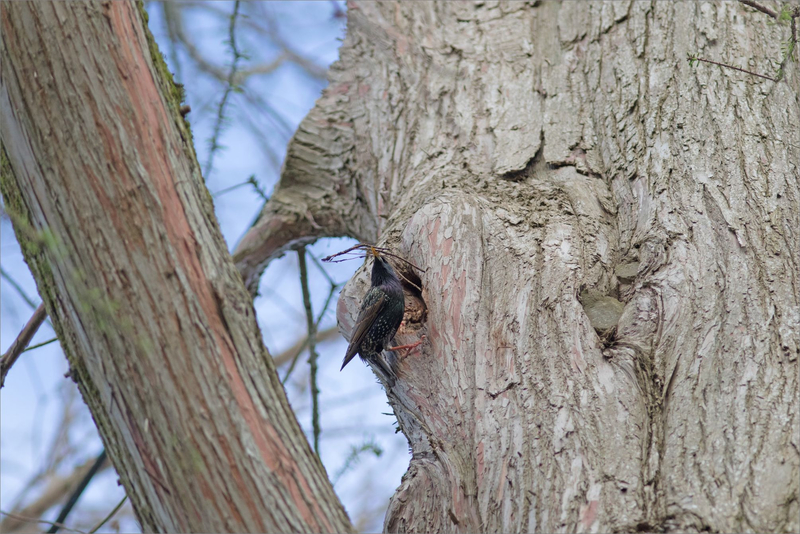 oiseau étourneau branchettes technique 1 050418