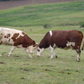 P) Animaux de la ferme