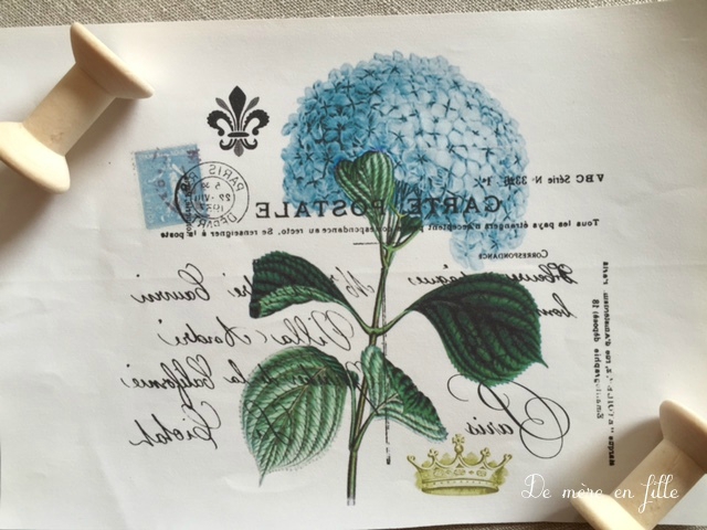 hortensia bleu 2